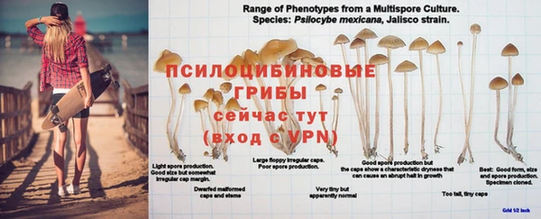 прущие грибы Богданович